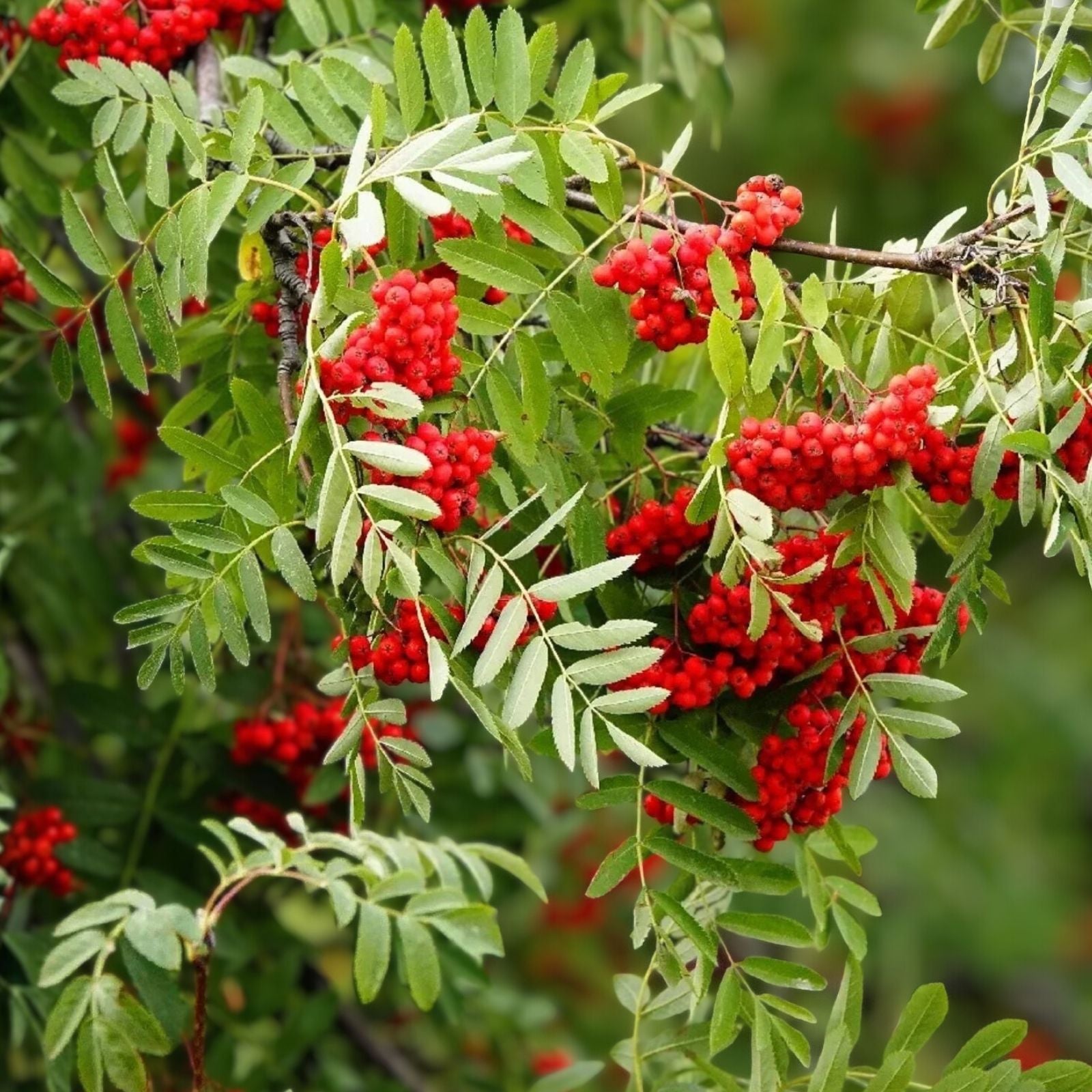 Sorbus Aucuparia Seeds - 50 Pack European Mountain Ash Dwarf Shrub for Garden Planting