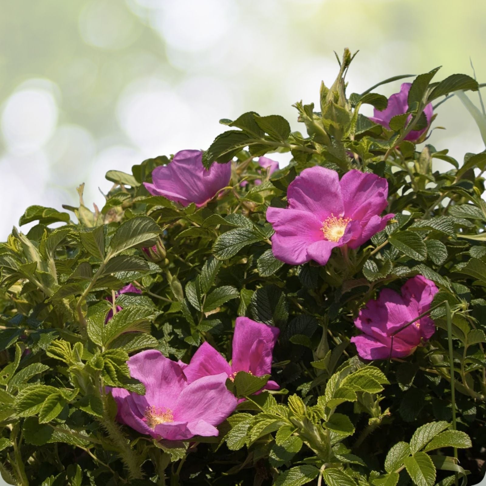 Seaside Pink Rose Seeds – Rosa Rugosa Fruiting Shrub – 30+ Seeds, Coastal Garden Plant, Pink Blooms, Free Shipping