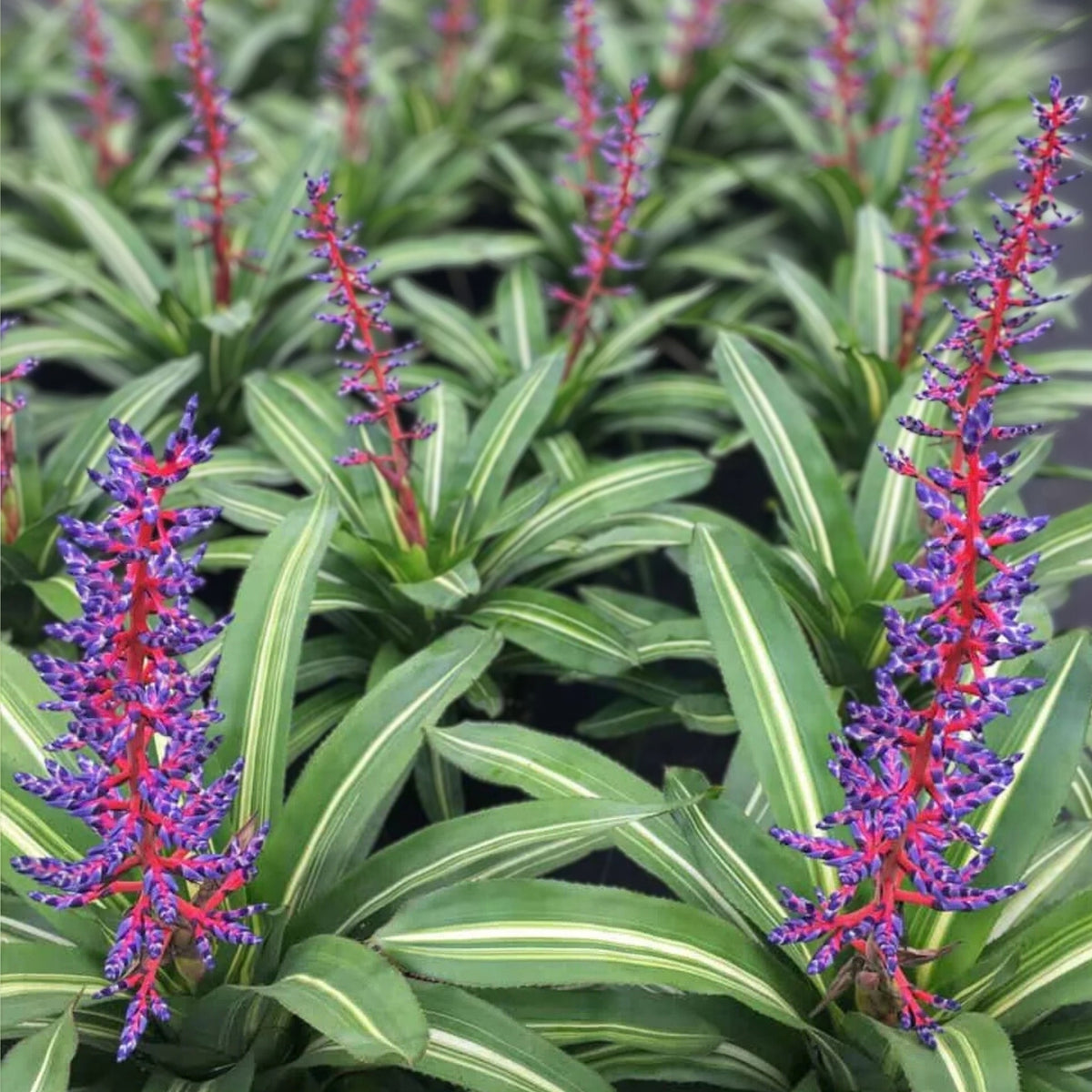Bromeliad Plant 8" Pot Aechmea Del Cielo | Tropical Houseplant | Colorful Foliage | Unique Indoor Garden Gift