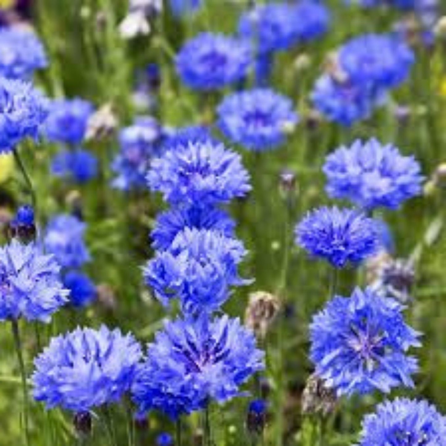 Bachelor Button Seeds 1000 Count Tall Blue Variety Centaurea cyanus for Gardens and Flower Beds