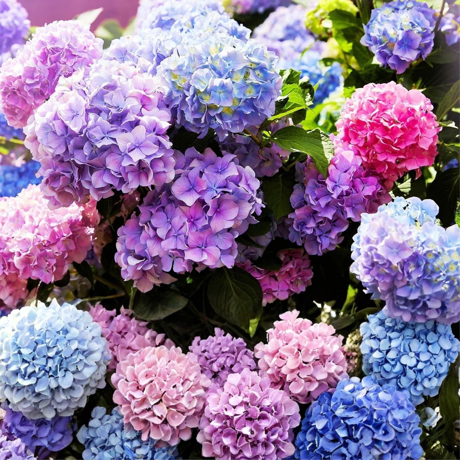Mixed Color Hydrangea Seeds 50 Pack | Easy to Grow Large Blooms | Hydrangea macrophylla Flower Seeds