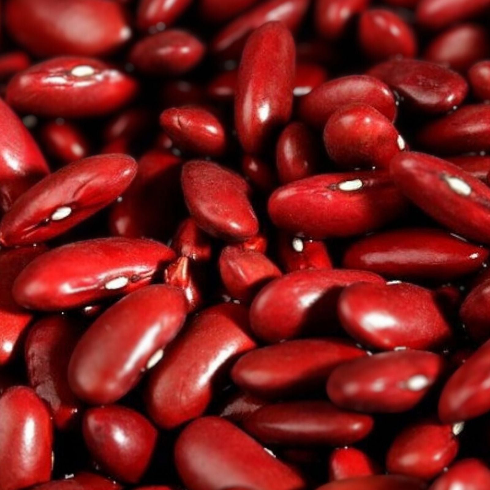 Red Kidney Bean Seeds 30 Pack – Easy to Grow Healthy Variety Phaseolus vulgaris