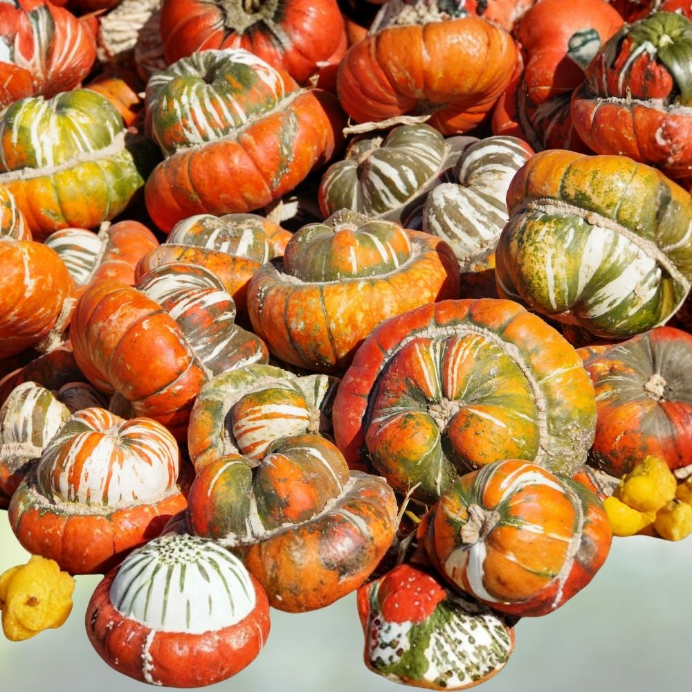 Turks Turban Squash Seeds 10 Pack Organic Heirloom Cucurbita maxima USA Grown