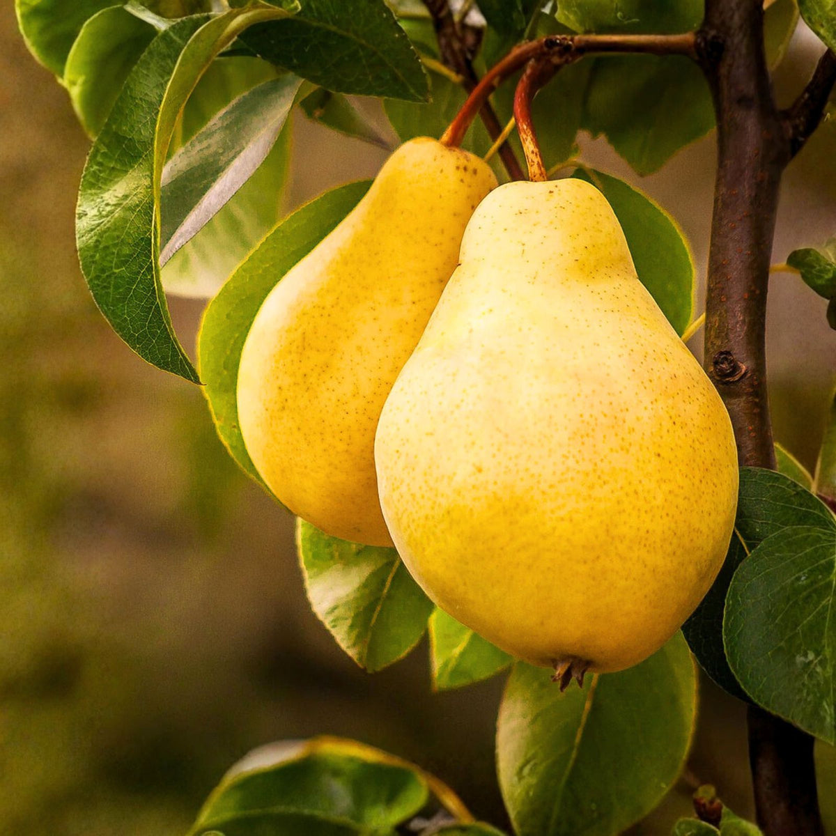 Kieffer Pear Tree Seeds 5+1 Free   Hardy, Juicy, Sweet Fruit, Pyrus Hybrid, Self Pollinating, Disease Resistant, Ideal for Warm Climates