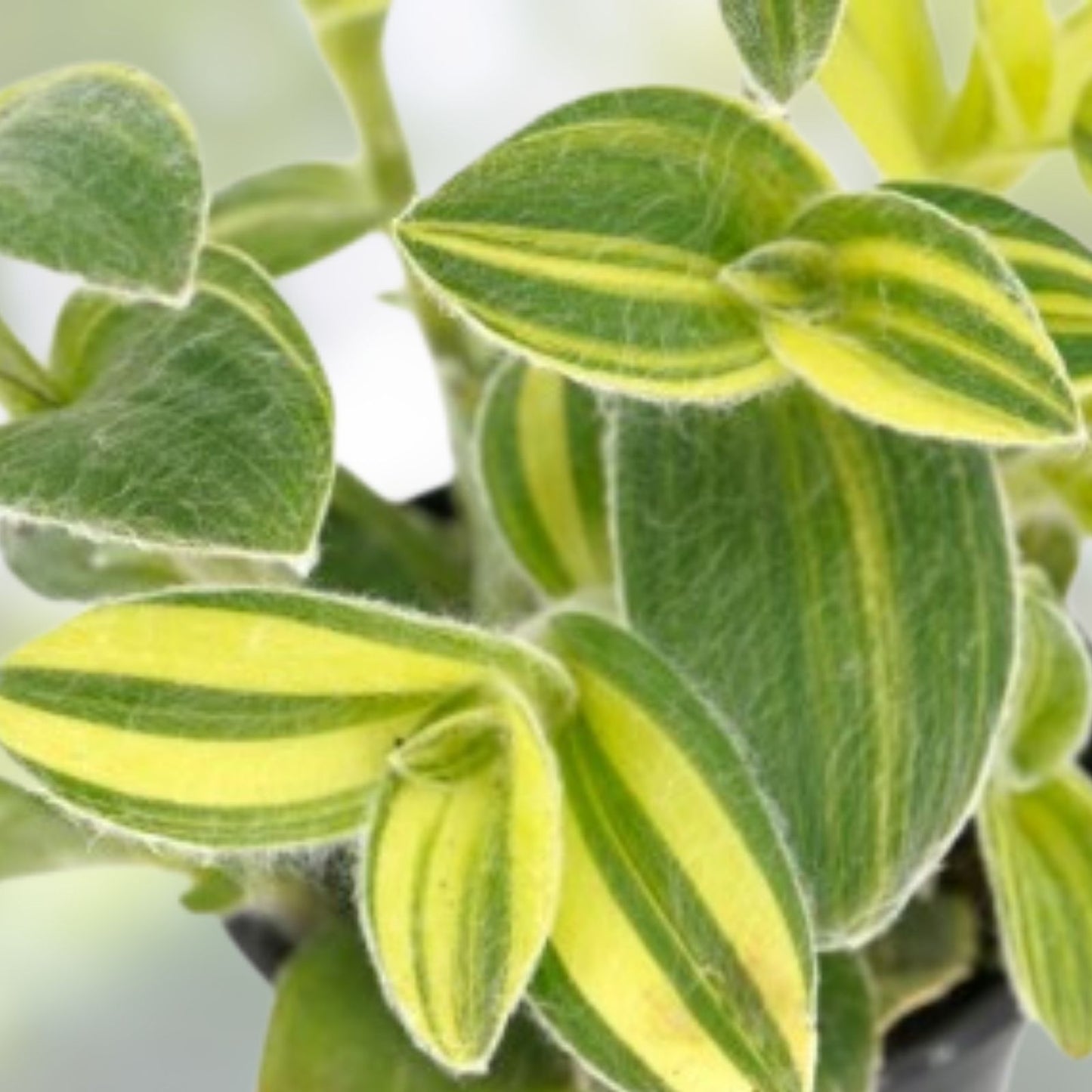 Wandering Jew Plant Cutting - Variegated White Tradescantia - Rare Indoor Houseplant Propagation Material