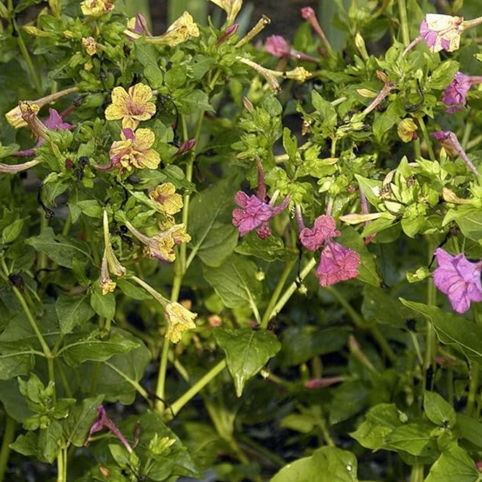 Four O'Clock Seeds - 100+ Broken Colors - Tender Perennial Flower - Mirabilis jalapa Seeds