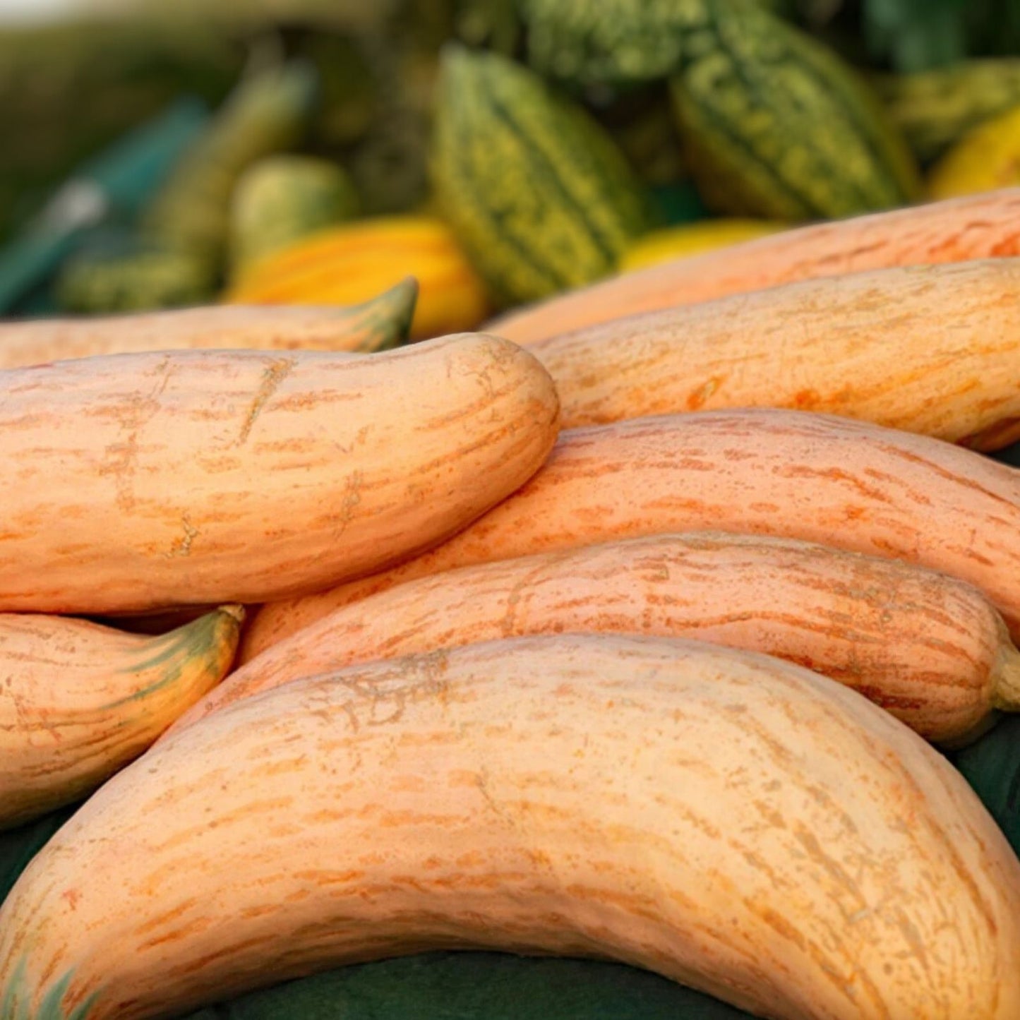 Pink Banana Squash Seeds 10 Pack Organic Cucurbita maxima USA Grown Free Shipping