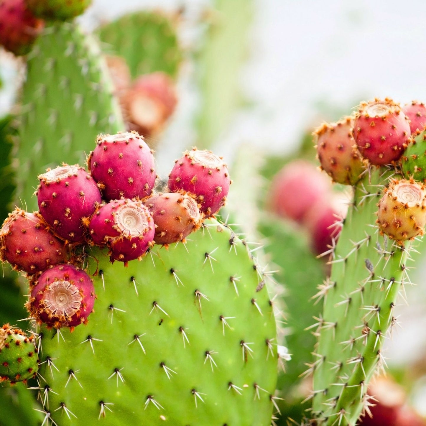 Spiny Cat's Paw Cactus Cuttings – 2 Live Succulent Clippings – Opuntia microdasys – Unique Desert Plant for Indoor & Outdoor Gardens