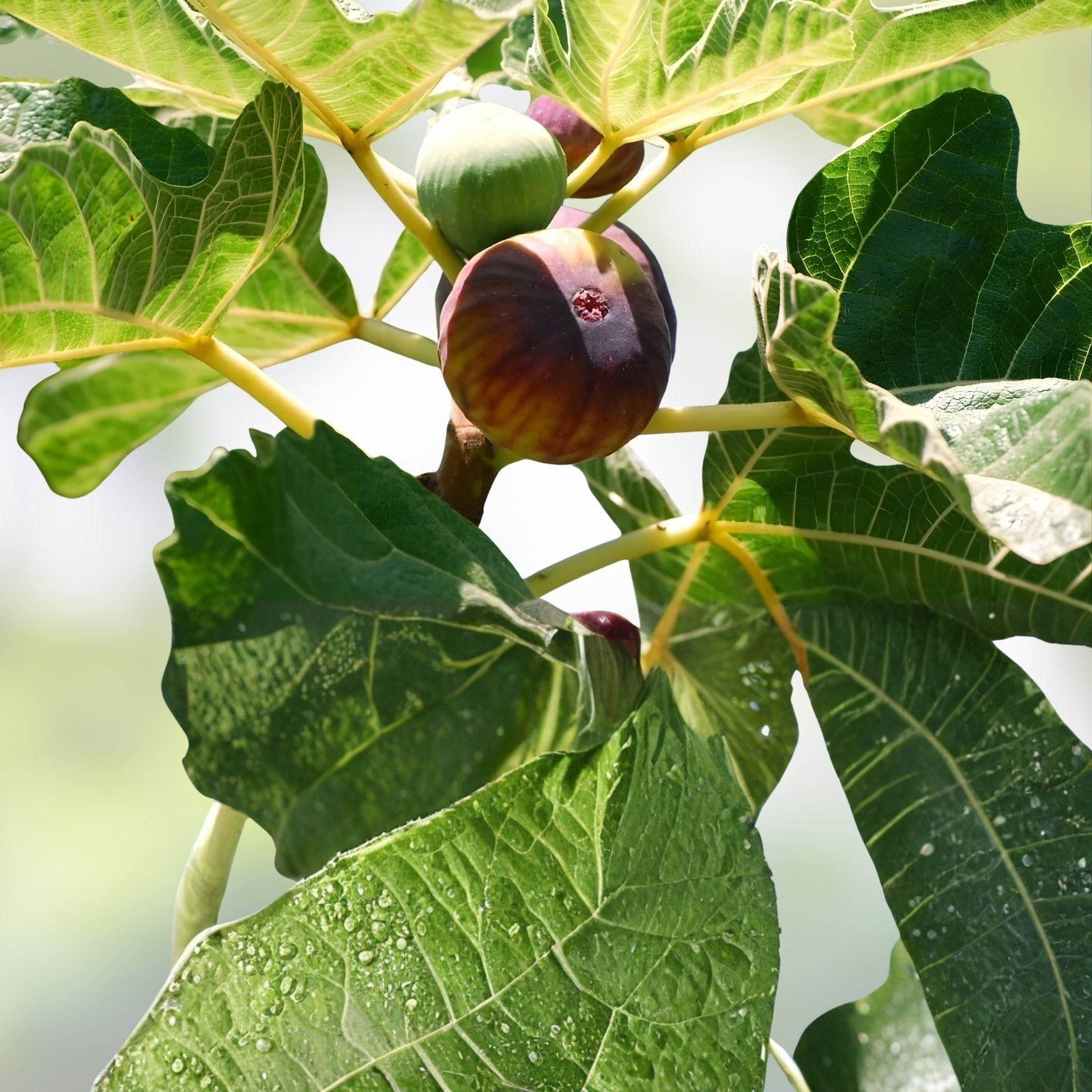 Fig Tree Cuttings 6 Pieces Dalmatie Variety Cold Resistant Ficus carica Delicious Fruits Planting Material