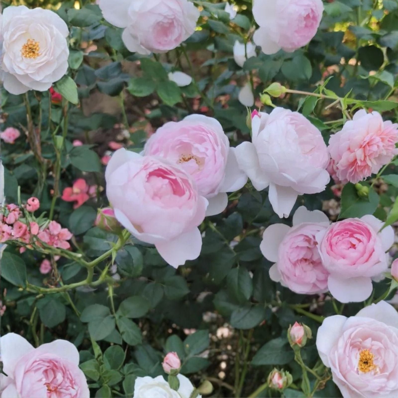 David Austin Scepter'd Isle Rose Cuttings – 5-8" Fresh Unrooted Stems for Gardening and Propagation