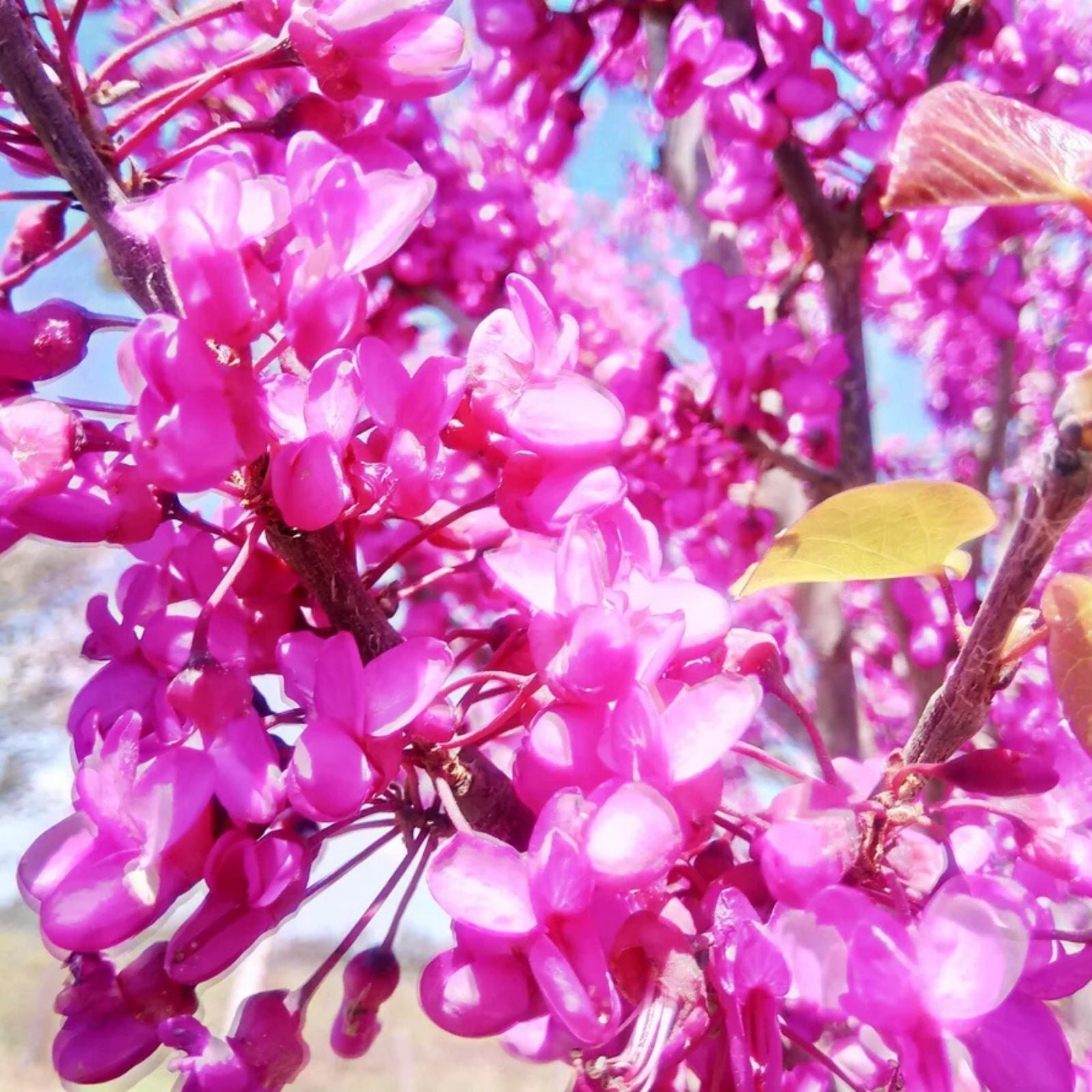 Judas Tree Seeds 15 Pack - Mediterranean Redbud Flowers - Cercis Siliquastrum - Ornamental Tree Seeds for Garden Planting