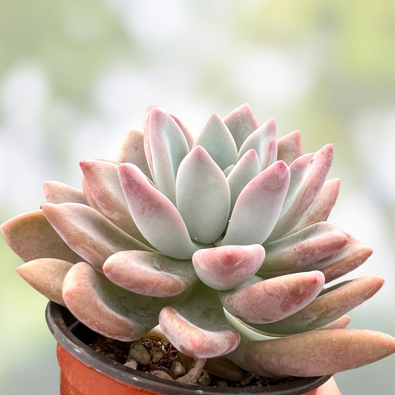 Graptoveria Olivia Succulent Plant 2 Inch - Live Indoor Drought-Tolerant Houseplant, Echeveria Hybrid