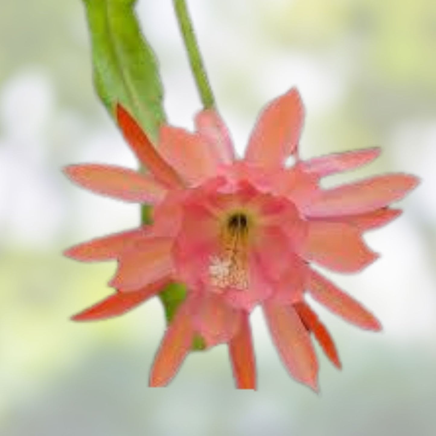 Epiphyllum 'Liberace' Unrooted Cutting - Rare Orchid Cactus - Stunning Indoor Plant for Collectors