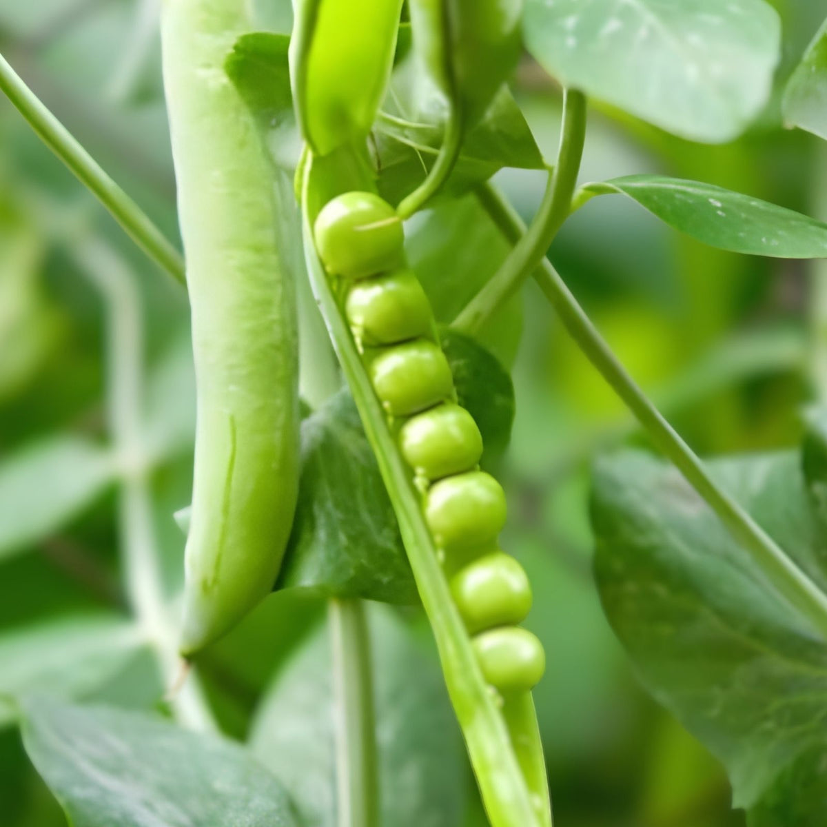 Heirloom Pea Seeds 500+ Non-GMO Thomas Laxton Variety for Home Gardening - Pisum sativum