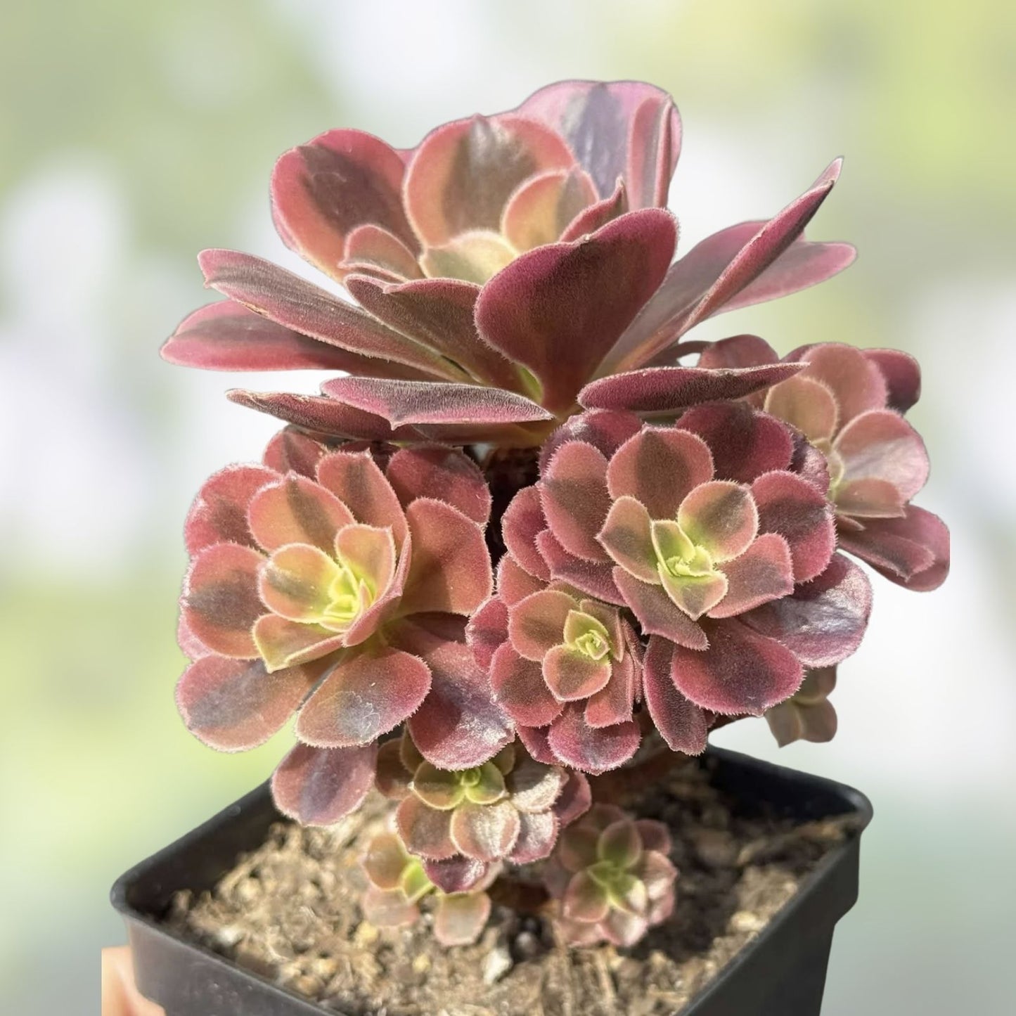 Watermelon Punch Succulent Plant - Colorful Ground Cover - Portulaca Oleracea Live Plant - US Seller