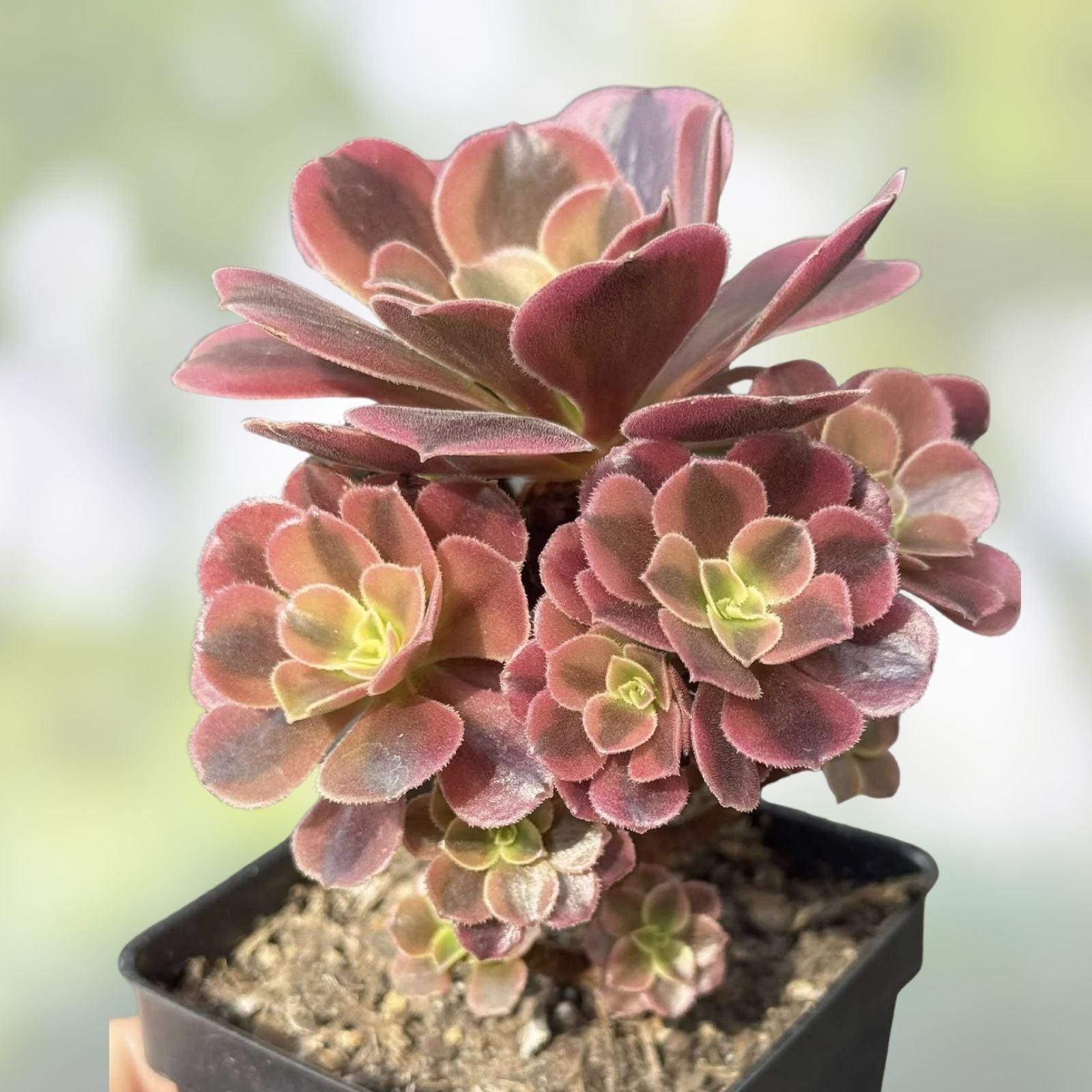 Watermelon Punch Succulent Plant - Colorful Ground Cover - Portulaca Oleracea Live Plant - US Seller