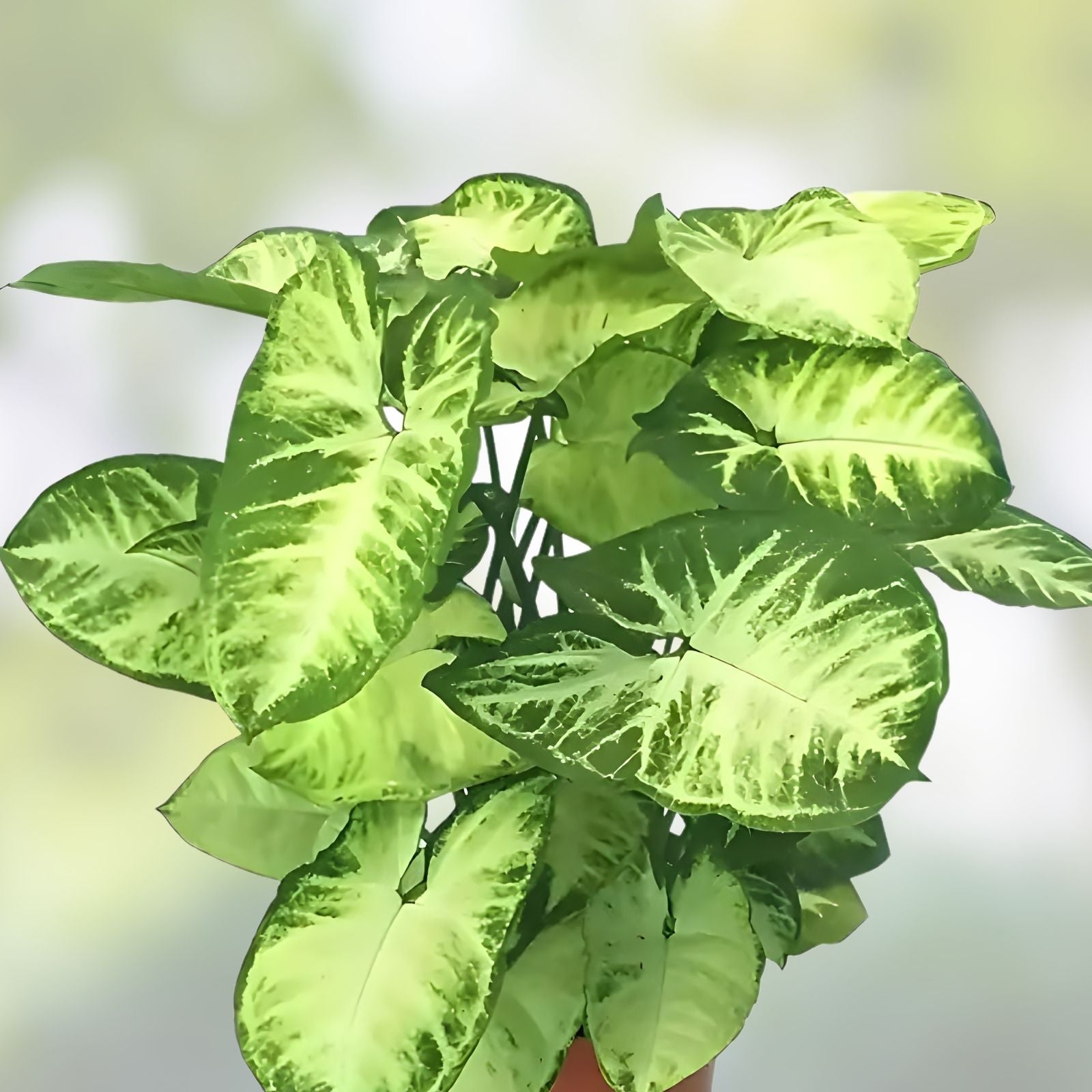 Arrowhead Houseplants 2-Pack with Decorative Pots, Syngonium podophyllum, Easy Care, Air Purifying, Folklore Charm