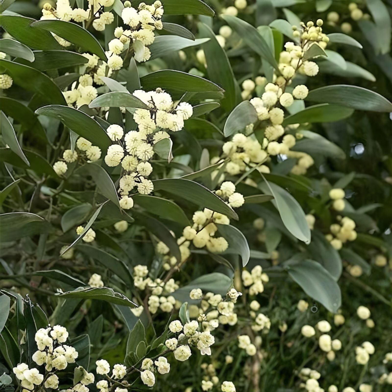 Australian Blackwood Tree Seeds 30 Pack - Acacia melanoxylon - High Quality for Planting and Gardening
