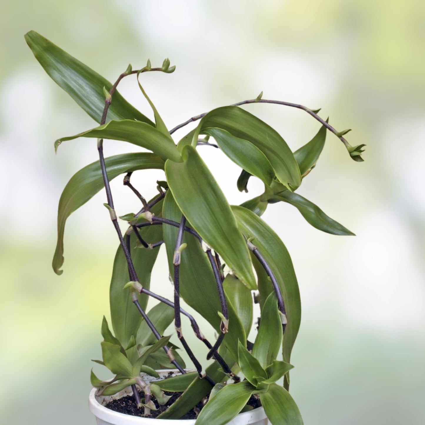 Variegated Callisia fragrans Medicinal Basket Plant with 2 Pups – Unique Indoor Houseplant for Home Decor
