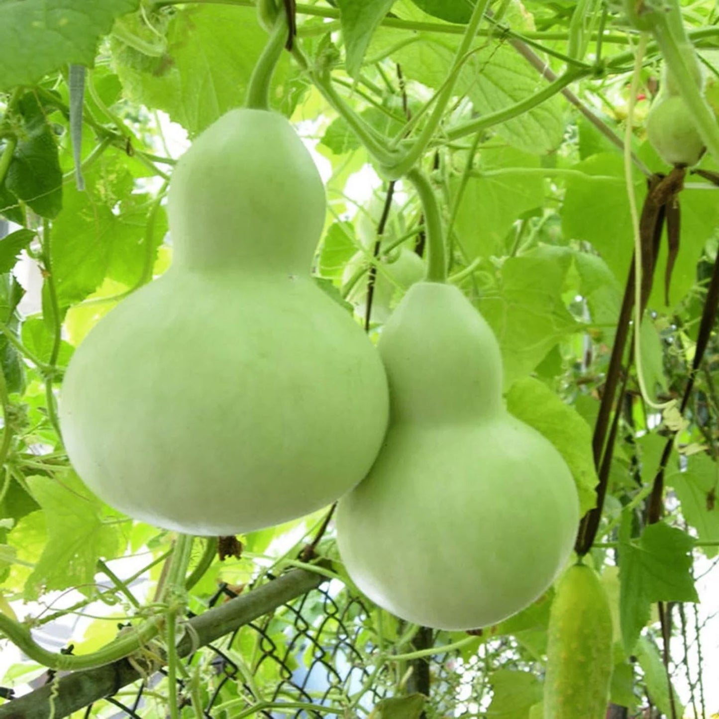 Bottle Gourd Seeds 10 Pack, Rare Exotic Variety, Lagenaria siceraria, Ideal for Canteen Cultivation