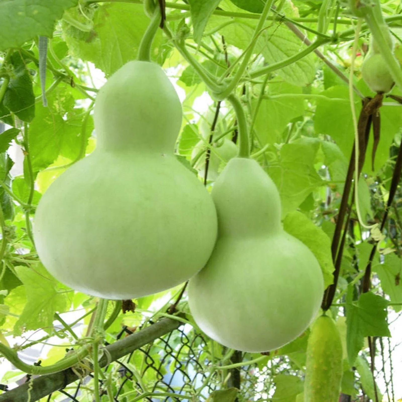 Bottle Gourd Seeds 10 Pack, Rare Exotic Variety, Lagenaria siceraria, Ideal for Canteen Cultivation