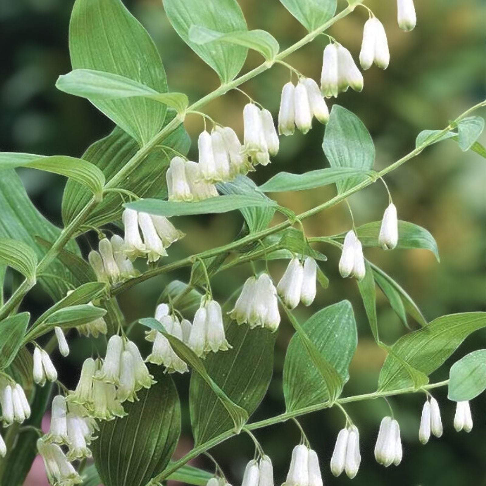 Great Solomon's Seal Seeds 20 Pack - Polygonatum biflorum Perennial Planting Seeds for Gardens
