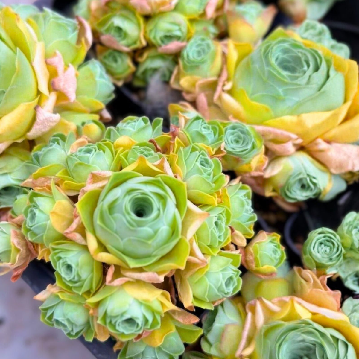Rare Aeonium Cutting 4" Voodoo Brushed Variegated Succulent, Aeonium 'Voodoo' - Unique Indoor Plant Decor