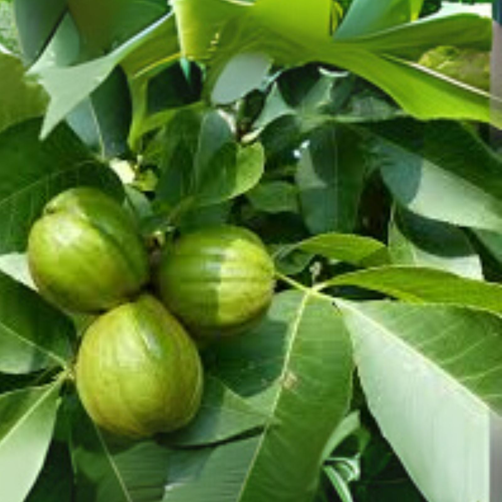Mockernut Hickory Nuts - 5 Pack - Carya tomentosa - Shade Trees & Wildlife Food Source