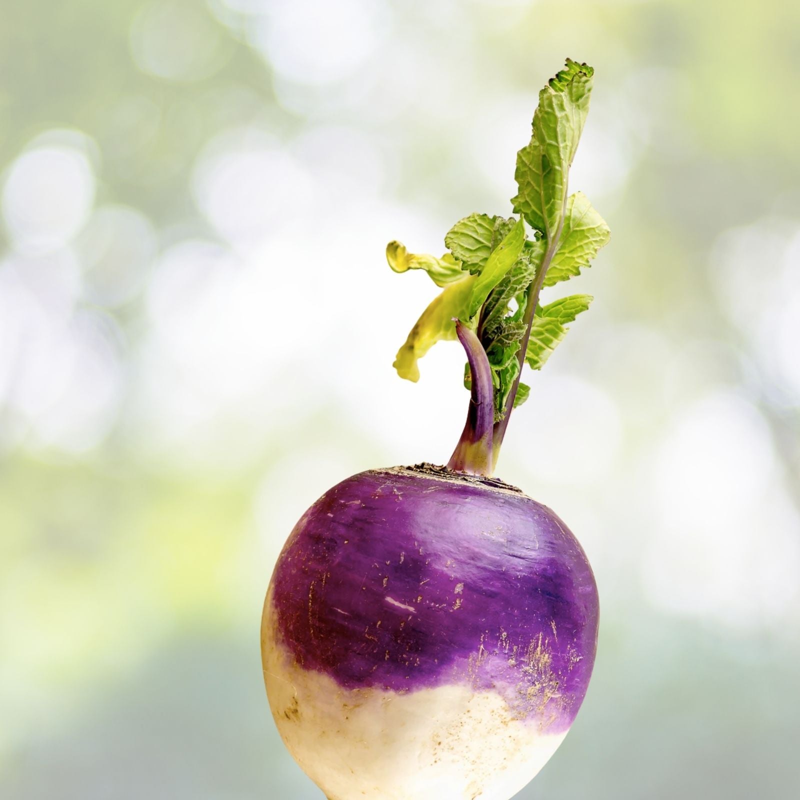 500+ Turnip Seeds - Purple Top White Globe - Brassica rapa - Vegetable Seeds USA