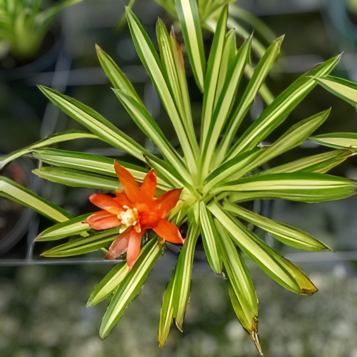 Guzmania Torch Albo Plant 6" Pot Tropical Bromeliad Guzmania lingulata Indoor Houseplant Low Light
