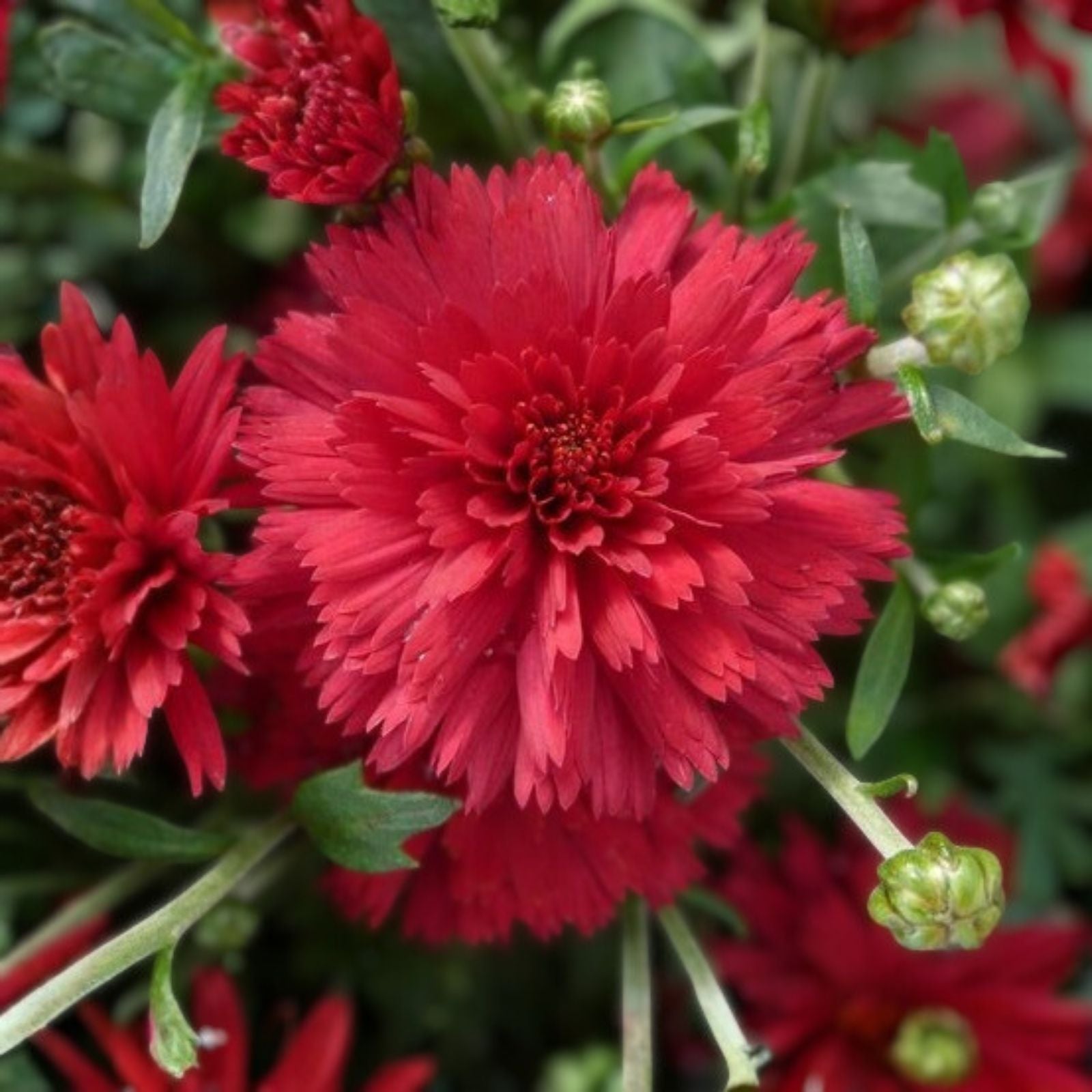 Magic Cranberry Mum Seeds 200+ Pack Chrysanthemum Flower Seeds Garden Planting Fall Decor Chrysanthemum indicum