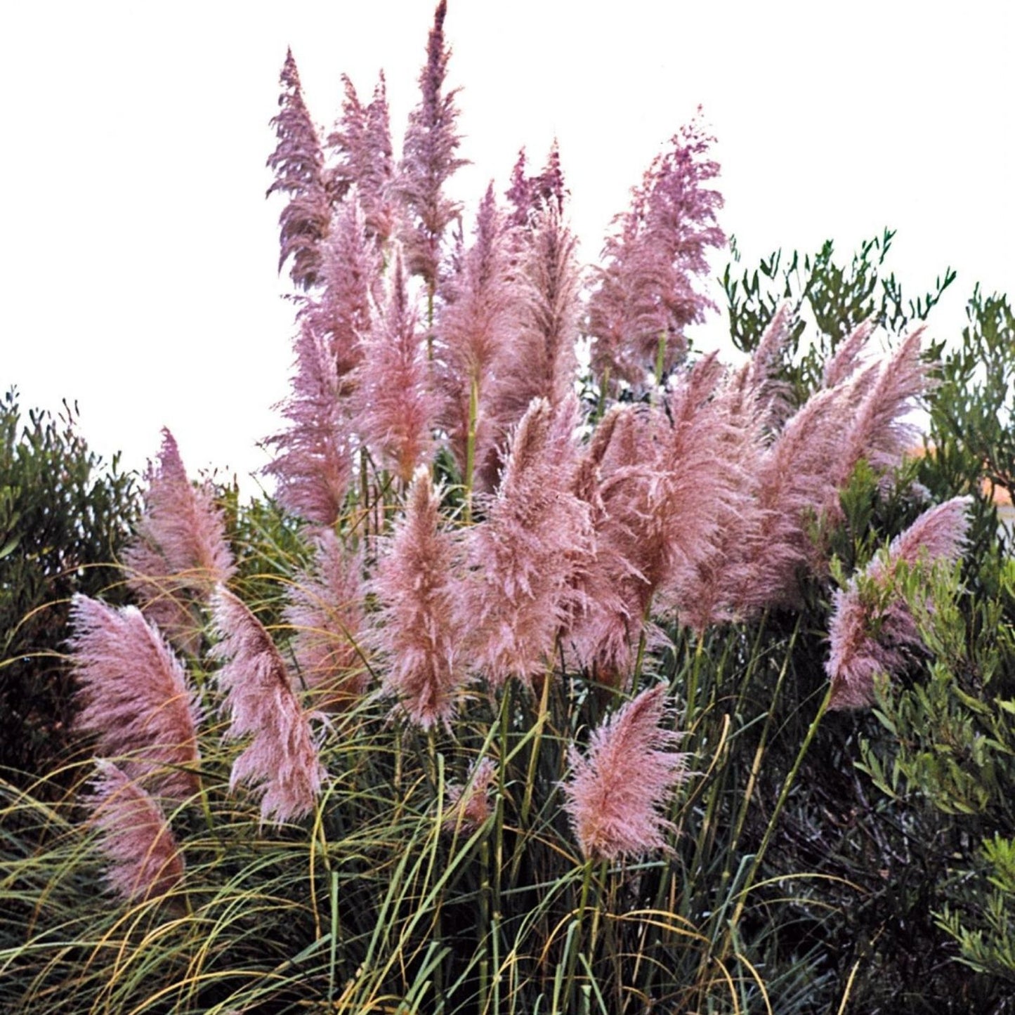 Purple Pampas Grass Plugs 4 Pack | Elegant Ornamental Grass Cortaderia selloana | Garden, Landscaping, Indoor Decor
