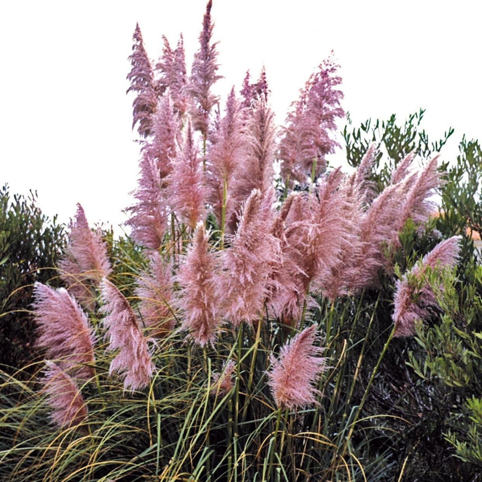Purple Pampas Grass Plugs 4 Pack | Elegant Ornamental Grass Cortaderia selloana | Garden, Landscaping, Indoor Decor
