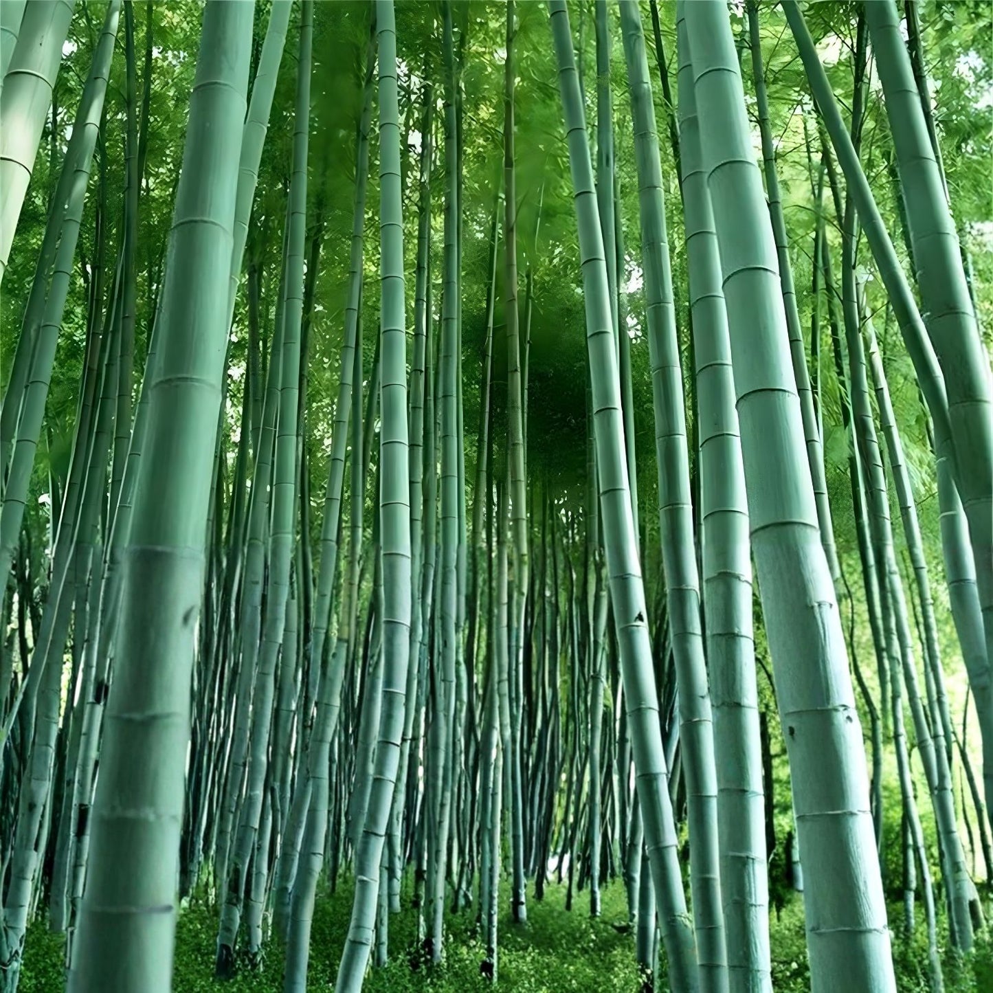 Giant Bamboo Seeds 50+ for Planting Privacy Screen Phyllostachys edulis Clumping Bamboo Seeds