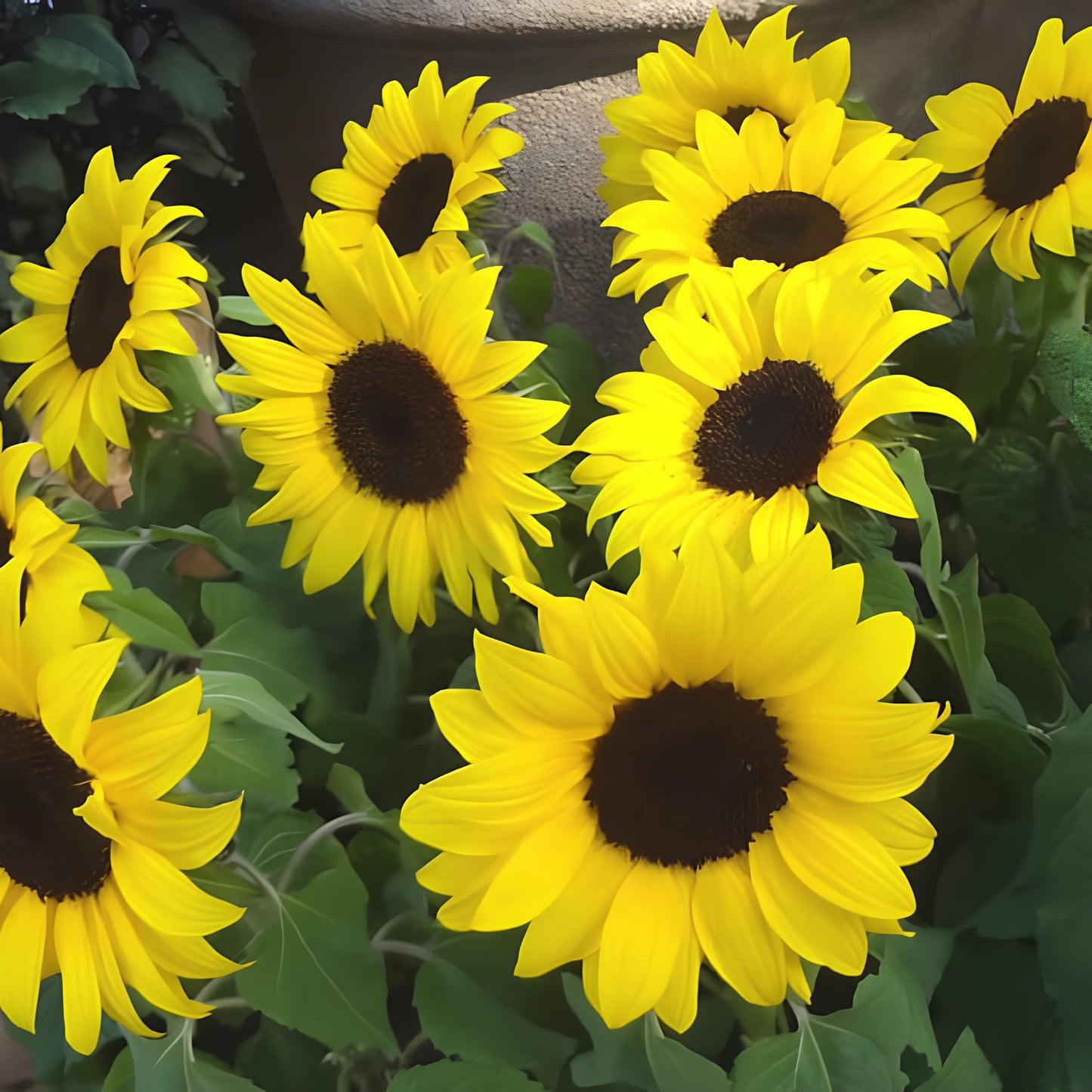 Bulk Sunflower Seeds for Planting, Heirloom Non GMO, 1000+ Grams, Helianthus annuus, Flower Seeds, Garden, Ornamental