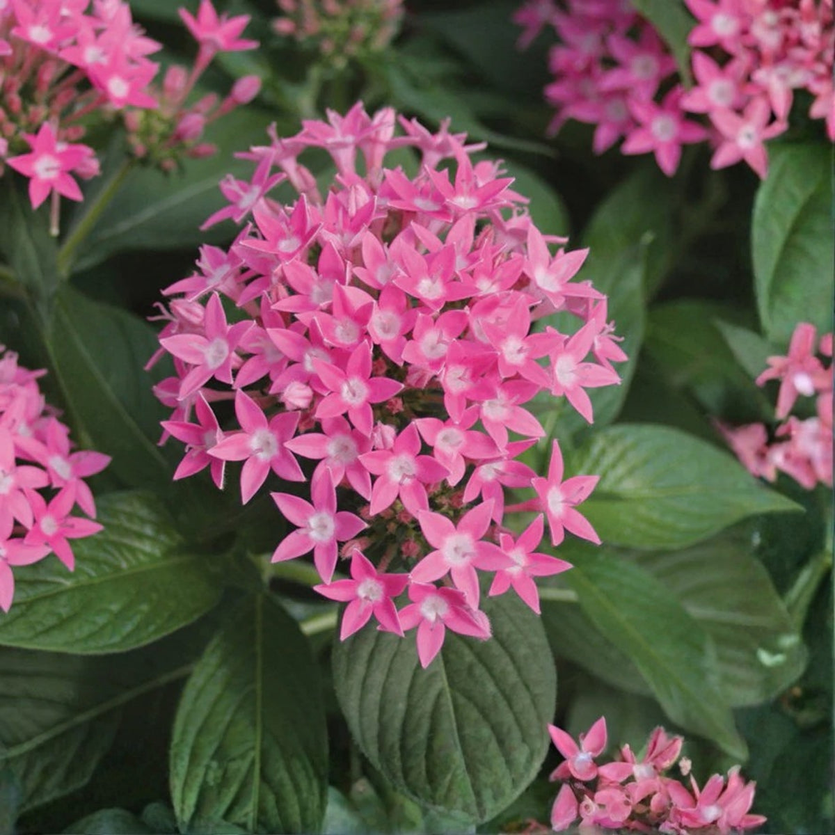 Pentas Plant 6in Pink Flowering - Butterfly Magnet - Pentas lanceolata for Garden or Patio Decor