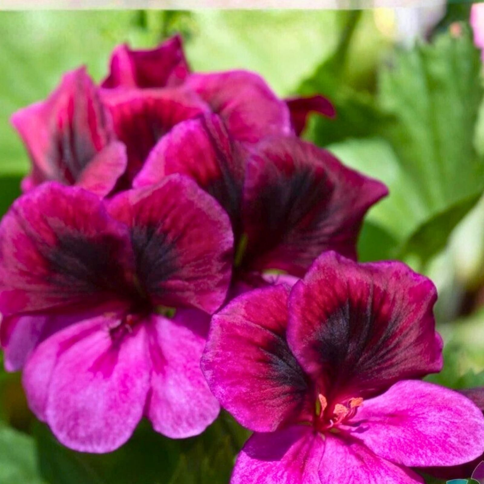 Geranium Seeds 100+ Fireberry Fantasy Fragrant Non-GMO Flower Seeds Pelargonium Perfect for Gardens