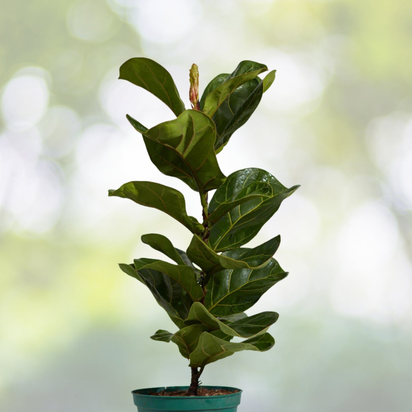 Fiddle Leaf Fig Plant 6in Pot - Ficus Lyrata - Lush Green Leaves - Indoor Houseplant for Modern Decor
