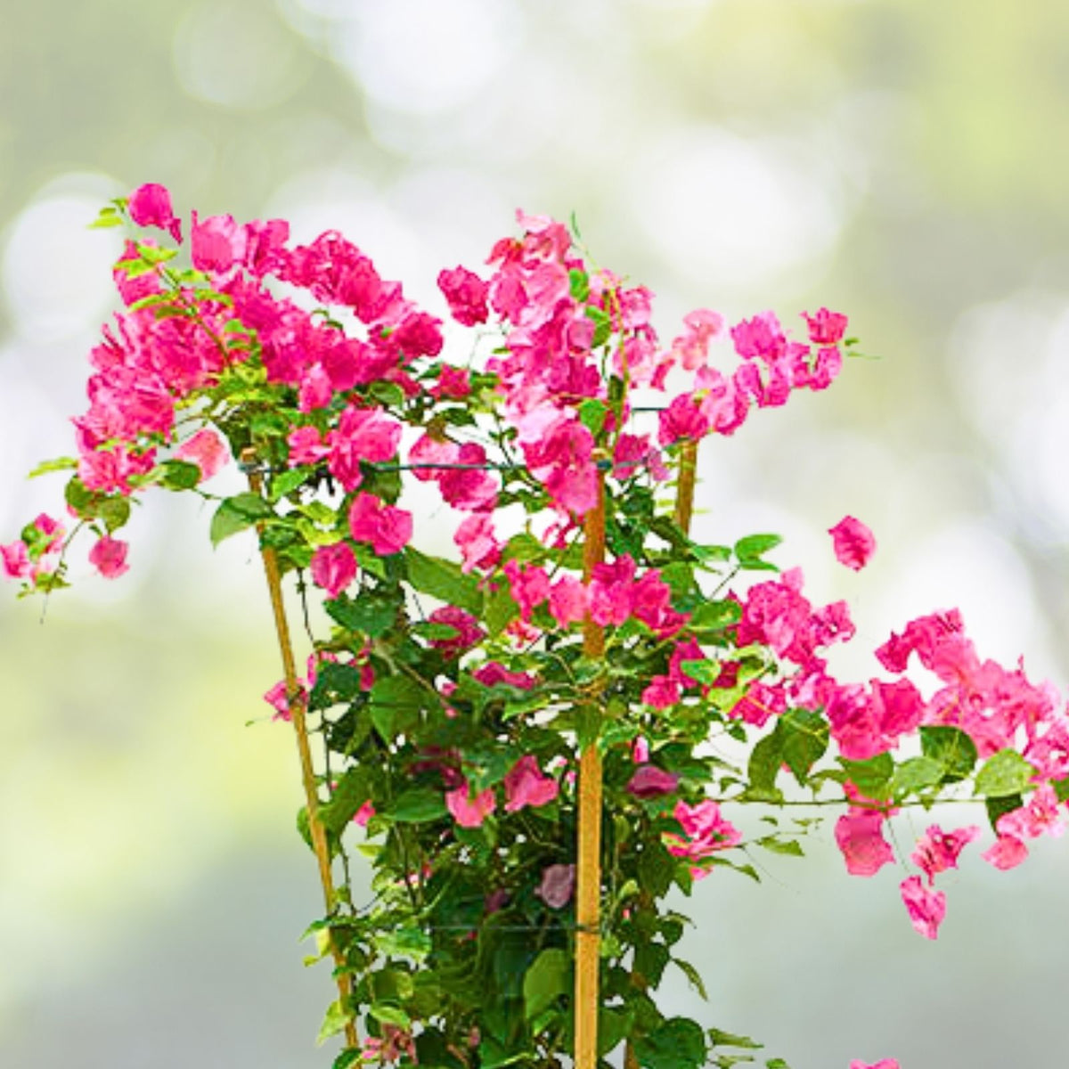 Bougainvillea Cuttings 8-Pack Fuchsia Blooms Bougainvillea spectabilis - Vibrant Garden Plant Propagation