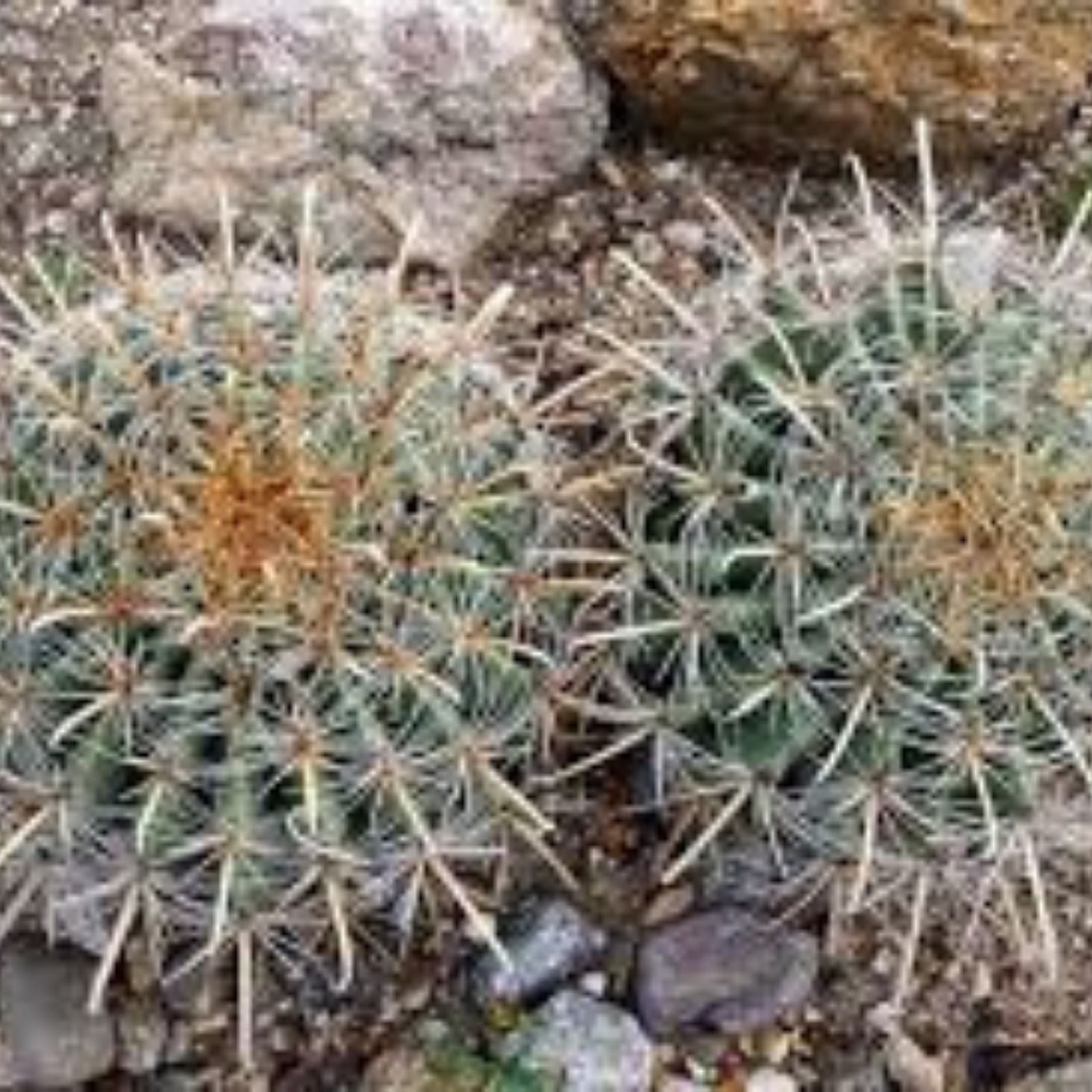 Fishhook Candy Barrel Cactus Seeds - Ferocactus wislizeni, Hardy Desert Succulent for Gardens, 75 Seeds