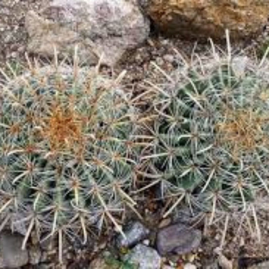 Fishhook Candy Barrel Cactus Seeds - Ferocactus wislizeni, Hardy Desert Succulent for Gardens, 75 Seeds
