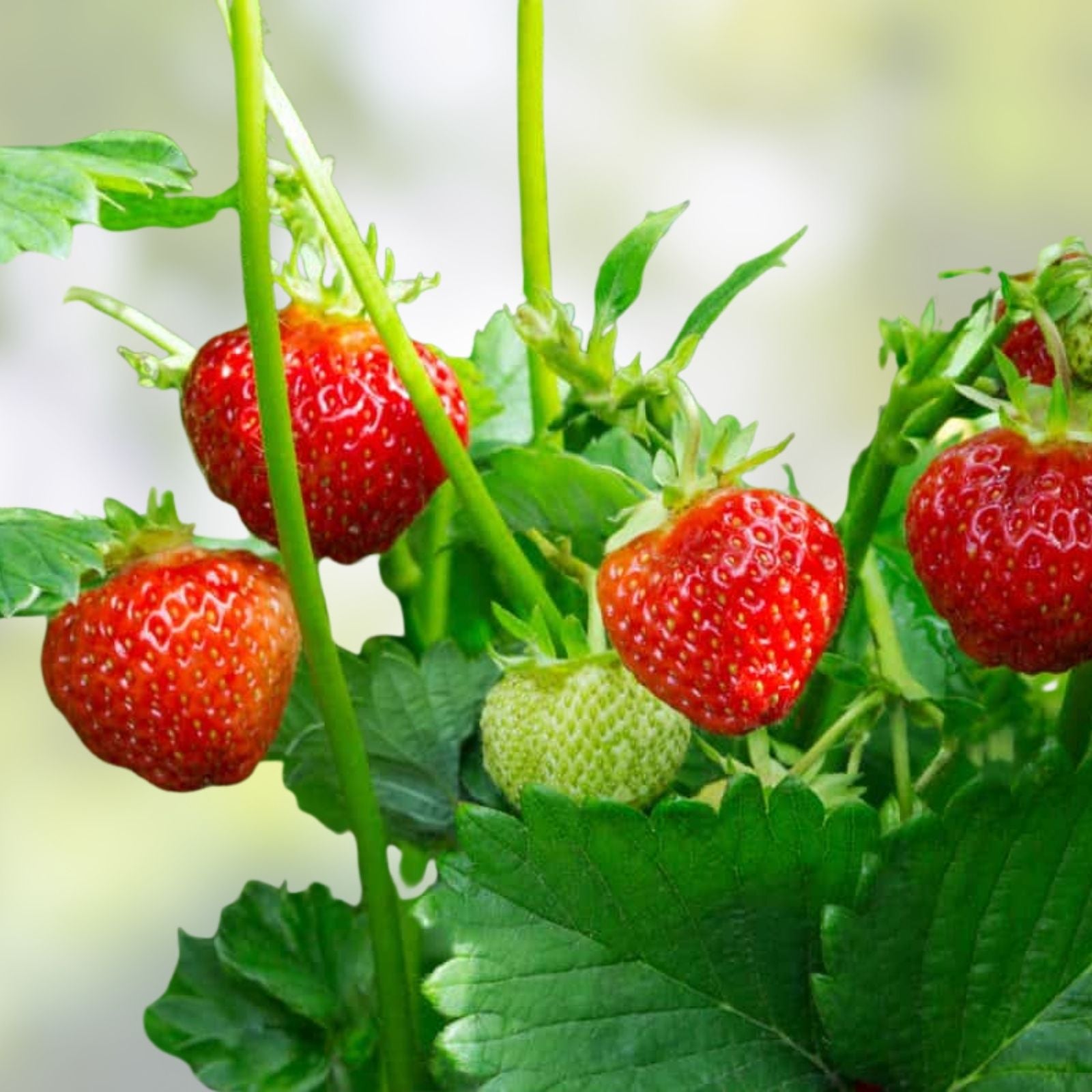 Honeoye Strawberry Plants Set of 6 Bare Root Junebearing Disease-Resistant Fragaria x ananassa
