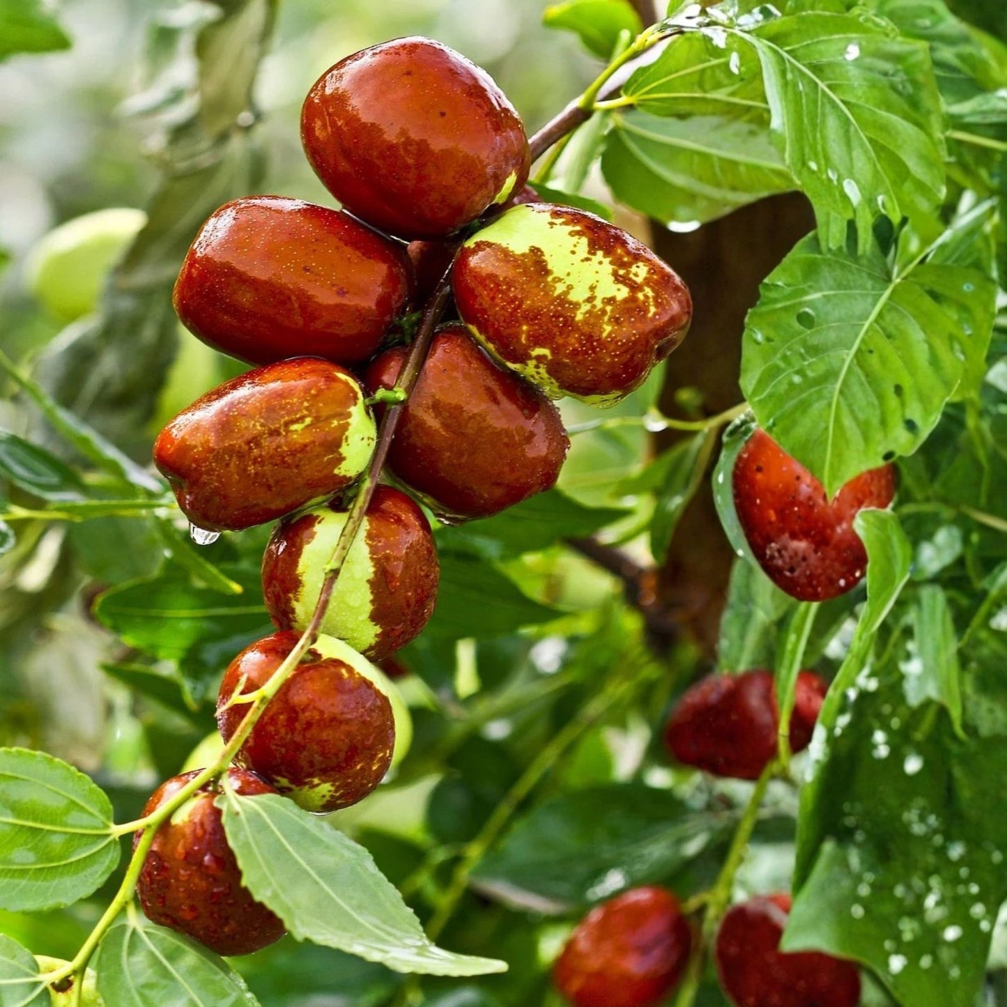 Jujube Tree Cuttings 5pcs, Organic Ziziphus jujuba Propagation Supplies, Fruit Tree Rooting Material, Edible Jujube Plant Cuttings