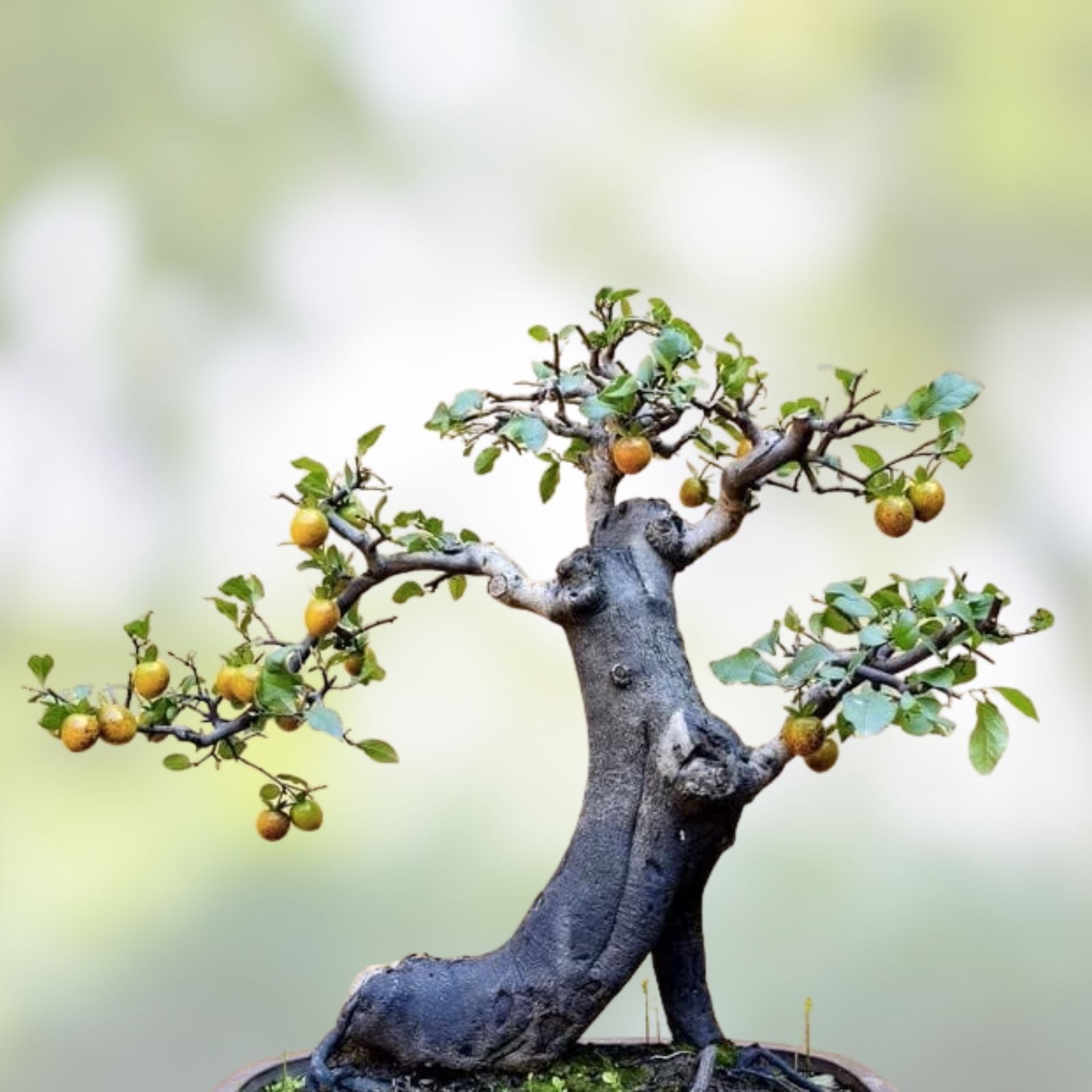 Persimmon Bonsai Tree Seeds 10 Pack Diospyros kaki Made in USA Ships from Iowa