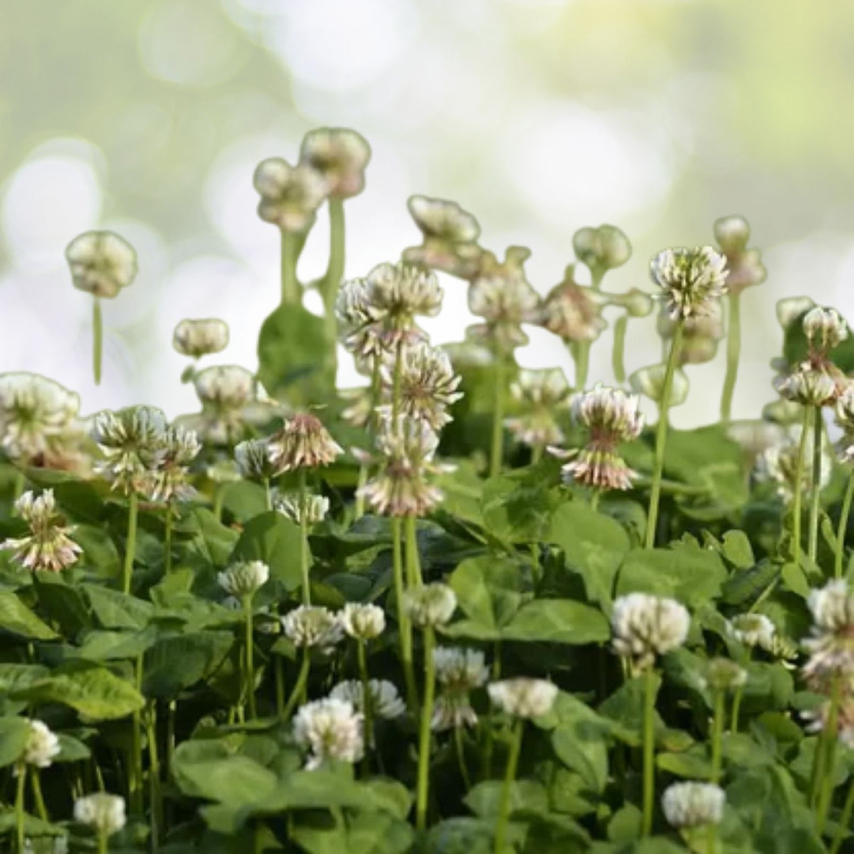 White Dutch Clover Seeds | Non-GMO Heirloom Cover Crop | Trifolium repens | Fresh Flower Seeds for Garden & Lawn