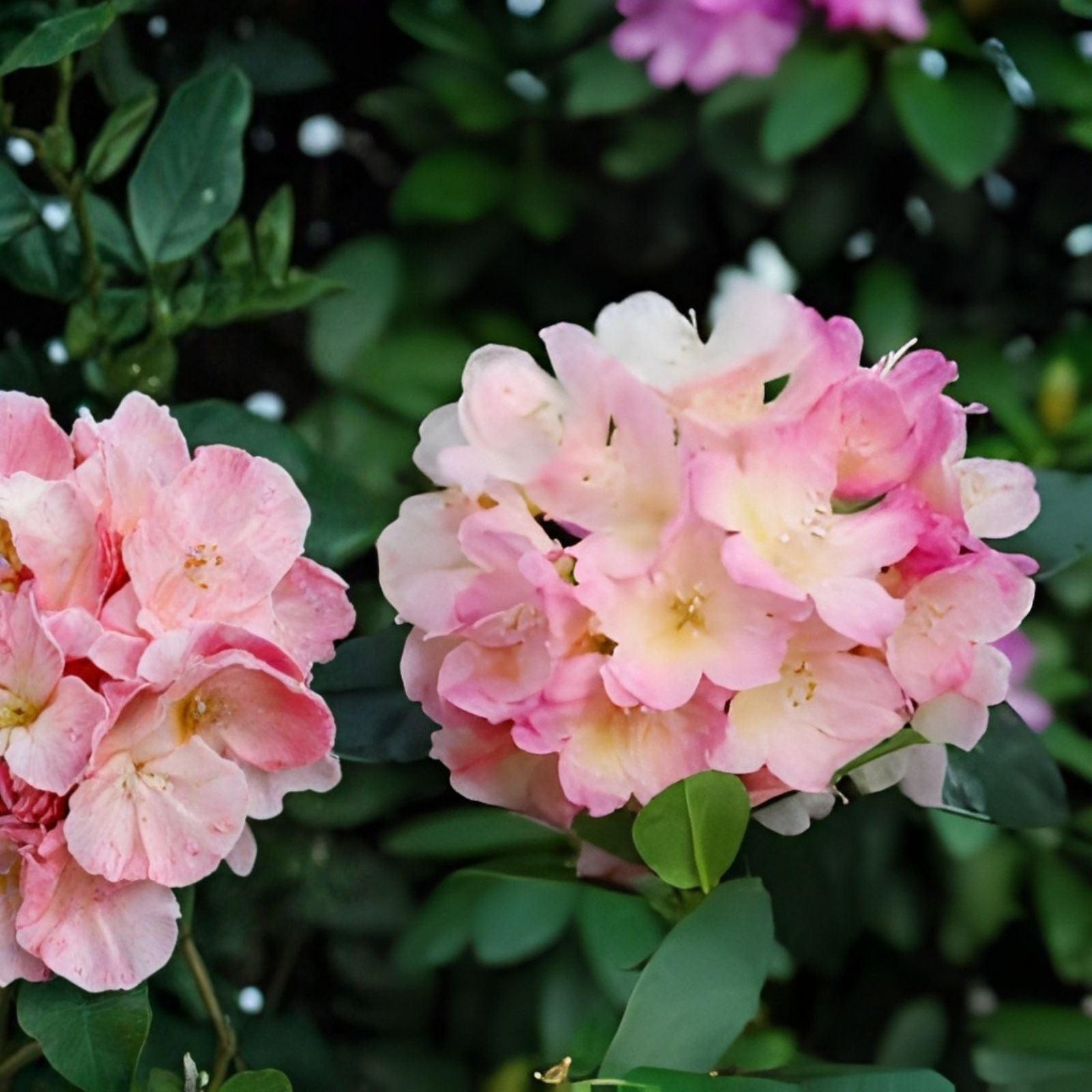 Azalea Starter Plant Percy Wiseman Variety Varying Shades of Pink Rhododendron Garden Flower