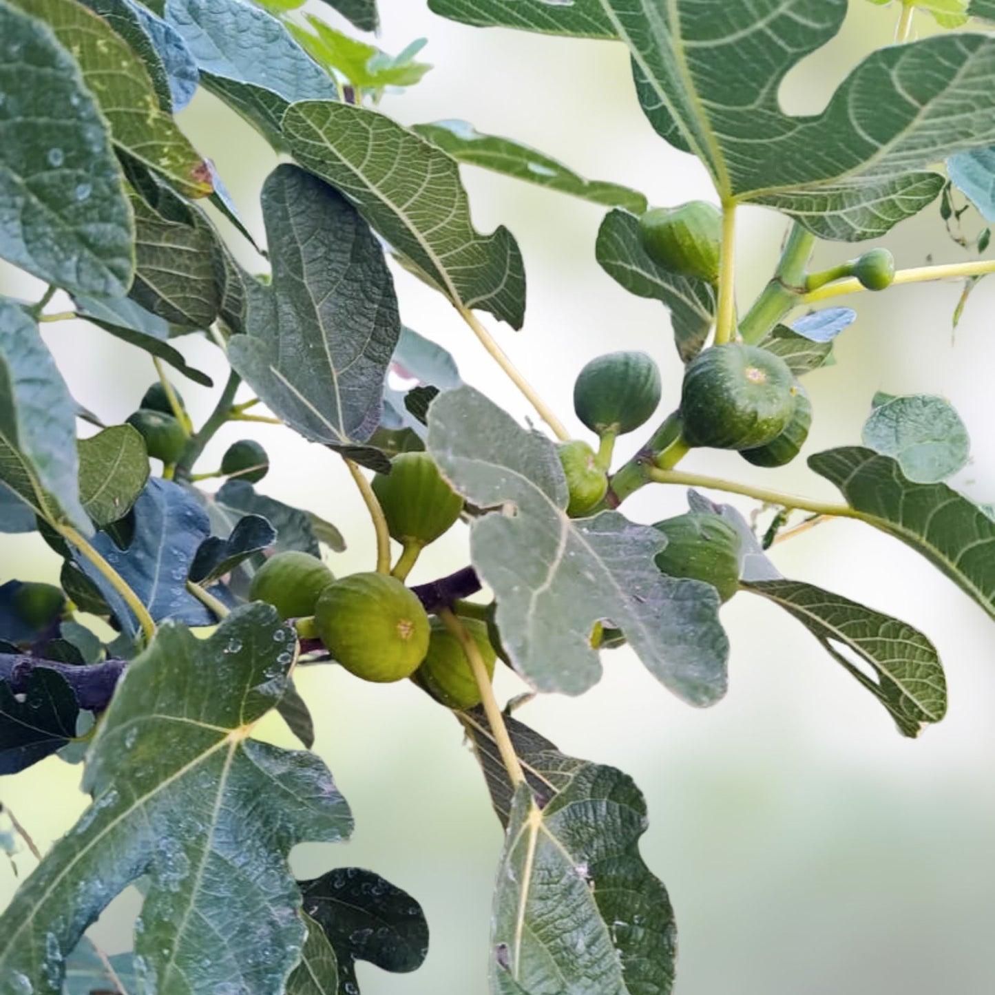 Fig Cutting 8 Inch Dominick's Variety Ficus carica Edible Fruit Plant