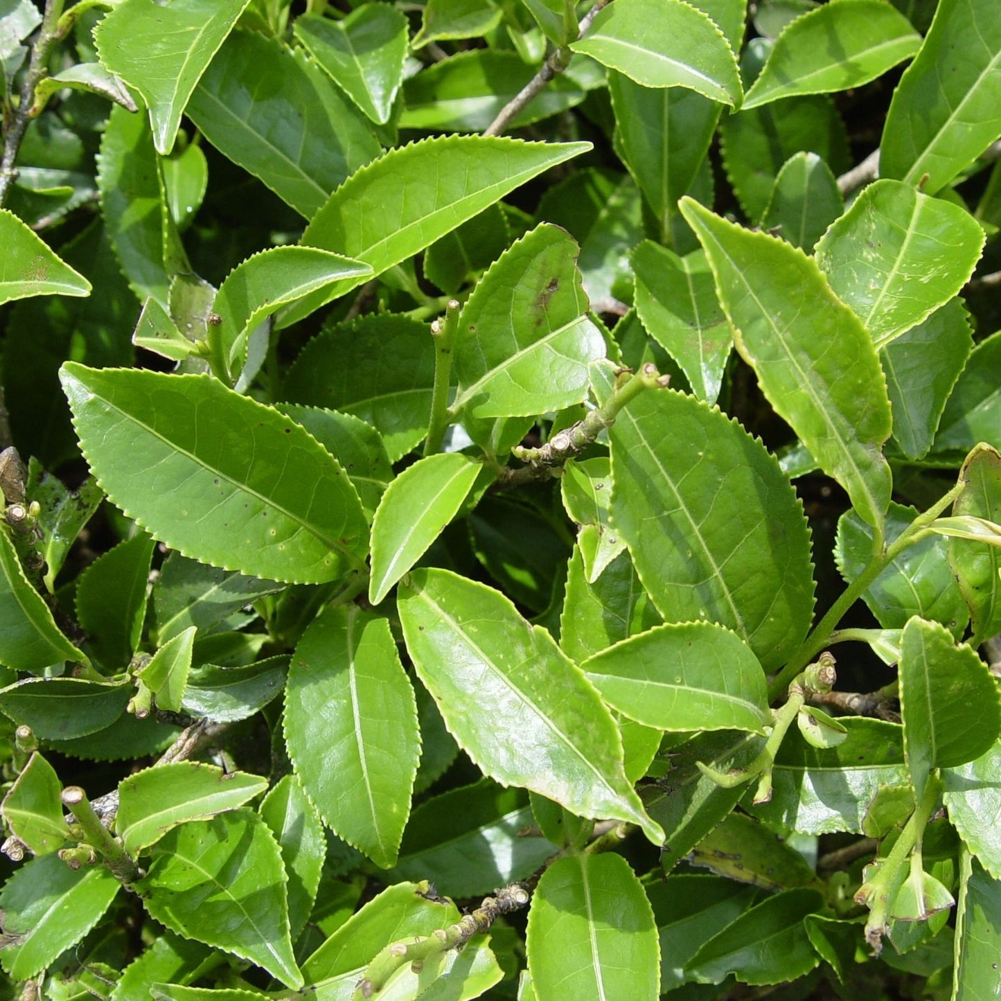 Tea Tree Seeds - 12 Seeds of Camellia Sinensis for Gardening - Herbal Planting Seeds for Tea Production