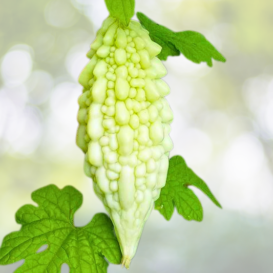 15pcs White Pearl Bitter Gourd Seeds - Heirloom Balsam Pear Melon Variety - Momordica charantia