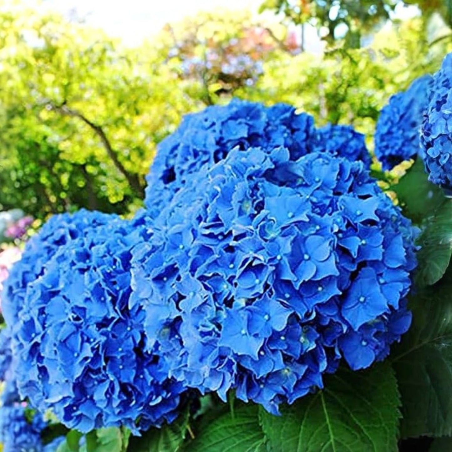 Hydrangea Seeds Muse Blue 85 or 250 Non-GMO Flower Seeds Hydrangea macrophylla